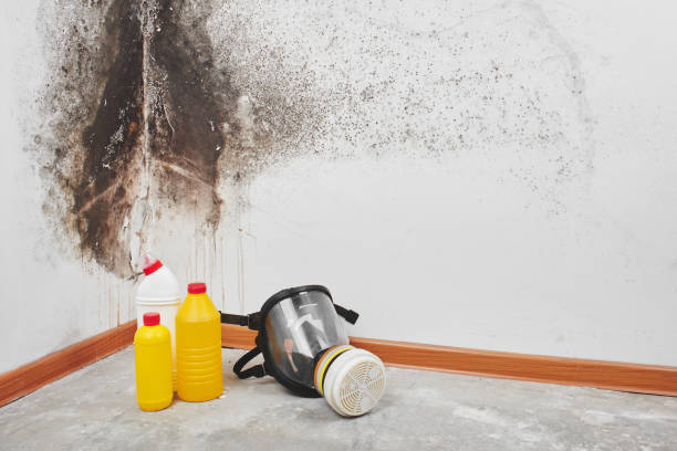 Best Certified Mold Removal  in Palmyra, MO