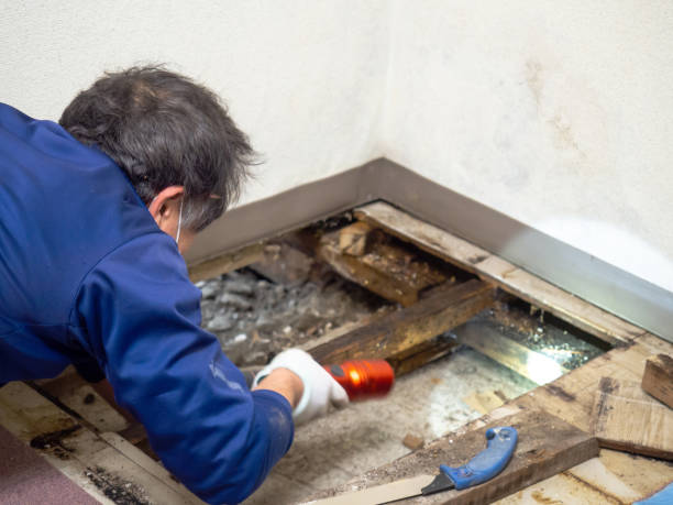 Best Mold Inspection  in Palmyra, MO