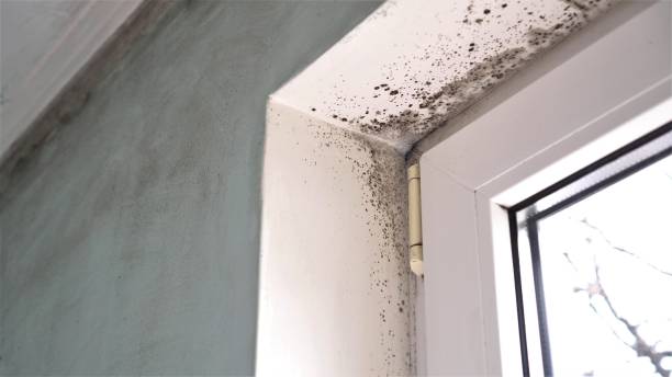 Best Mold Cleaning Services  in Palmyra, MO
