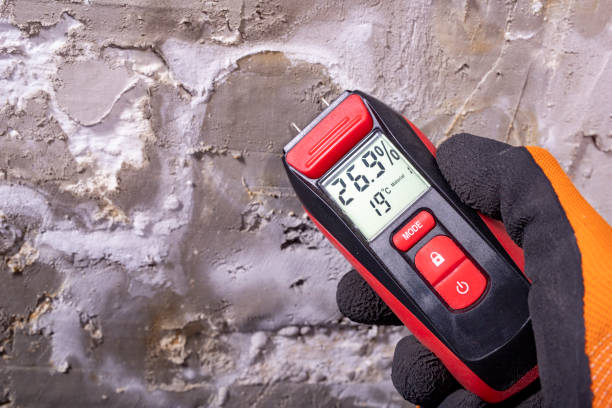 Mold Removal Process in Palmyra, MO