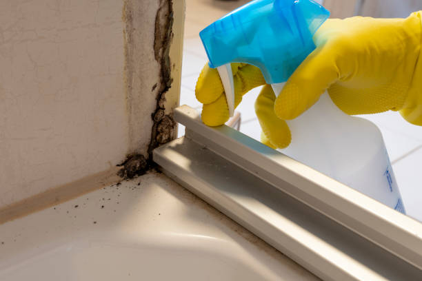 Best Crawl Space Mold Removal  in Palmyra, MO