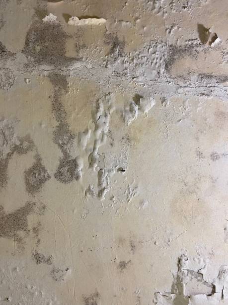 Best Office Mold Removal Services  in Palmyra, MO