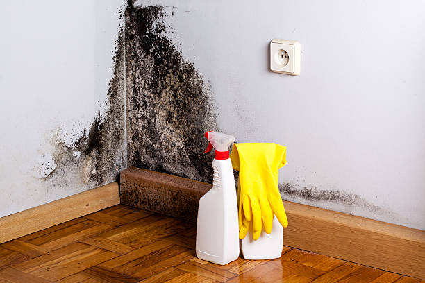 Best Residential Mold Removal  in Palmyra, MO