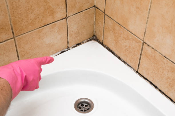 Home Mold Removal in Palmyra, MO